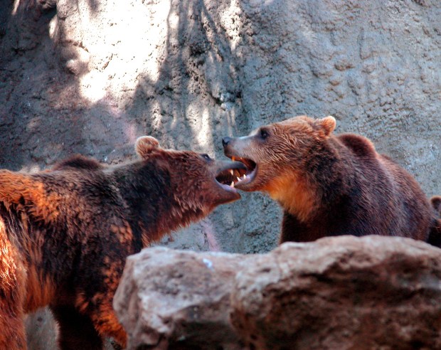 2 brown bears fighting 